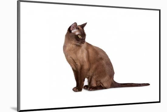 Burmese Cat-Fabio Petroni-Mounted Photographic Print