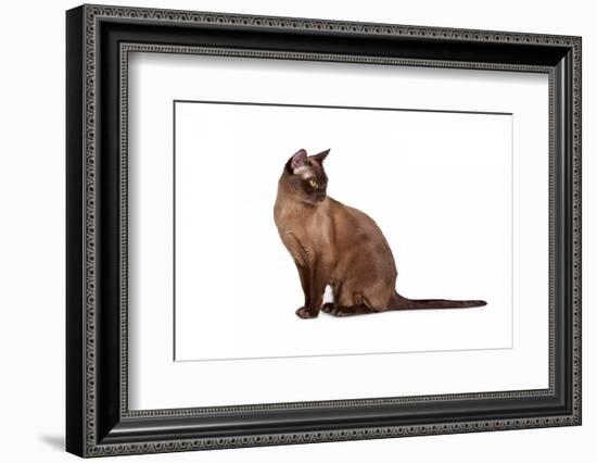 Burmese Cat-Fabio Petroni-Framed Photographic Print