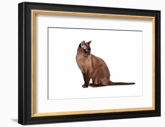 Burmese Cat-Fabio Petroni-Framed Photographic Print