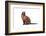 Burmese Cat-Fabio Petroni-Framed Photographic Print