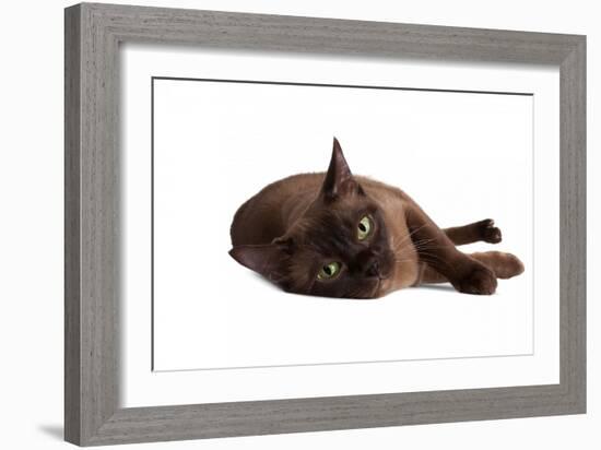 Burmese Cat-Fabio Petroni-Framed Photographic Print