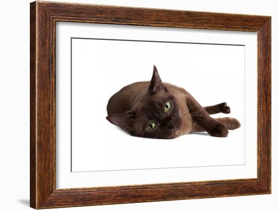 Burmese Cat-Fabio Petroni-Framed Photographic Print