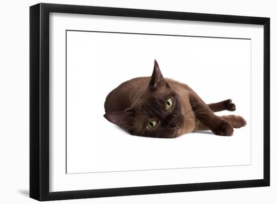 Burmese Cat-Fabio Petroni-Framed Photographic Print