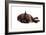 Burmese Cat-Fabio Petroni-Framed Photographic Print