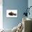 Burmese Cat-Fabio Petroni-Photographic Print displayed on a wall