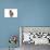 Burmese Cat-Fabio Petroni-Photographic Print displayed on a wall