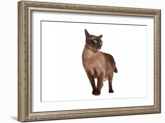 Burmese Cat-Fabio Petroni-Framed Photographic Print