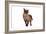 Burmese Cat-Fabio Petroni-Framed Photographic Print