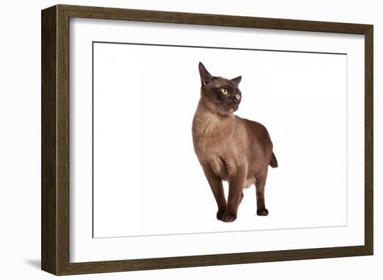 Burmese Cat-Fabio Petroni-Framed Photographic Print
