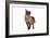 Burmese Cat-Fabio Petroni-Framed Photographic Print