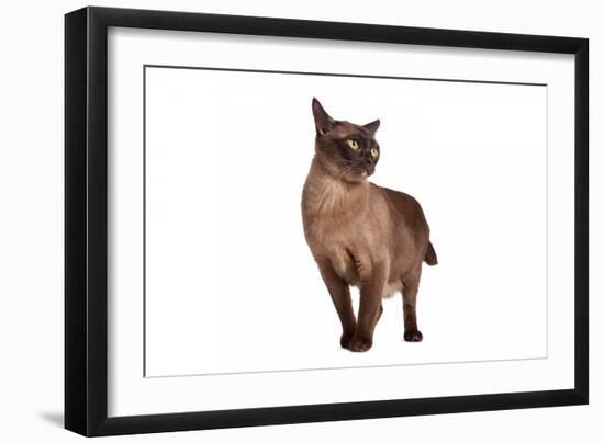 Burmese Cat-Fabio Petroni-Framed Photographic Print