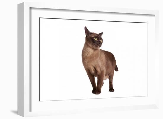 Burmese Cat-Fabio Petroni-Framed Photographic Print