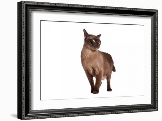 Burmese Cat-Fabio Petroni-Framed Photographic Print