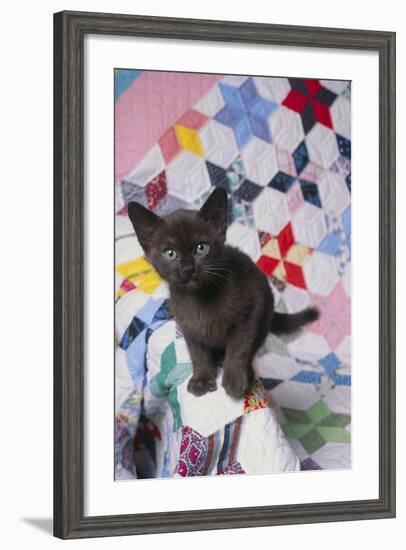 Burmese Kitten on Quilt-DLILLC-Framed Photographic Print