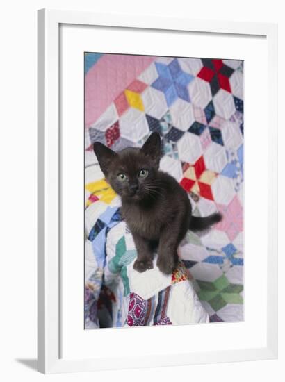 Burmese Kitten on Quilt-DLILLC-Framed Photographic Print