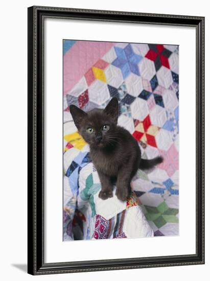 Burmese Kitten on Quilt-DLILLC-Framed Photographic Print