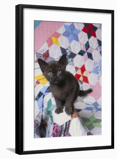 Burmese Kitten on Quilt-DLILLC-Framed Photographic Print