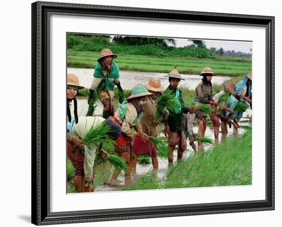 Burmese Women Plant Rice at the Beginning of the Monsoon Season-null-Framed Photographic Print