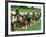 Burmese Women Plant Rice at the Beginning of the Monsoon Season-null-Framed Photographic Print