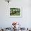 Burmese Women Plant Rice at the Beginning of the Monsoon Season-null-Framed Photographic Print displayed on a wall