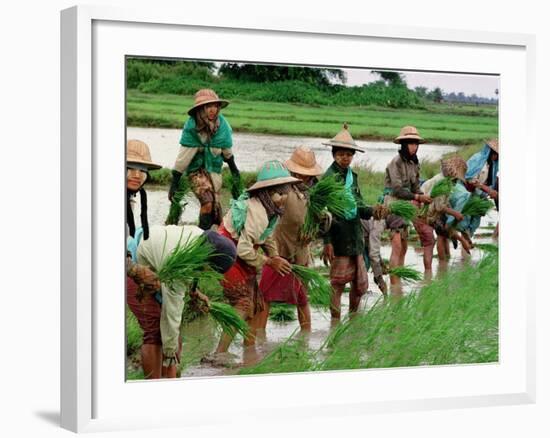 Burmese Women Plant Rice at the Beginning of the Monsoon Season-null-Framed Photographic Print