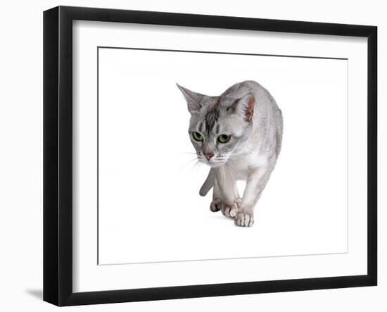 Burmilla Cat-Fabio Petroni-Framed Photographic Print