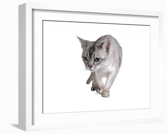 Burmilla Cat-Fabio Petroni-Framed Photographic Print