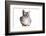 Burmilla Cat-Fabio Petroni-Framed Photographic Print