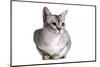 Burmilla Cat-Fabio Petroni-Mounted Photographic Print