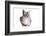 Burmilla Cat-Fabio Petroni-Framed Photographic Print