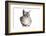 Burmilla Cat-Fabio Petroni-Framed Photographic Print