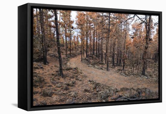 Burned Canary pine trees, La Palma Island, Canary Islands, Spain, Europe-Sergio Pitamitz-Framed Premier Image Canvas