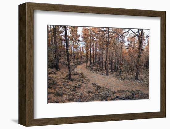 Burned Canary pine trees, La Palma Island, Canary Islands, Spain, Europe-Sergio Pitamitz-Framed Photographic Print