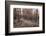 Burned Canary pine trees, La Palma Island, Canary Islands, Spain, Europe-Sergio Pitamitz-Framed Photographic Print