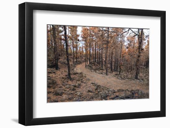 Burned Canary pine trees, La Palma Island, Canary Islands, Spain, Europe-Sergio Pitamitz-Framed Photographic Print