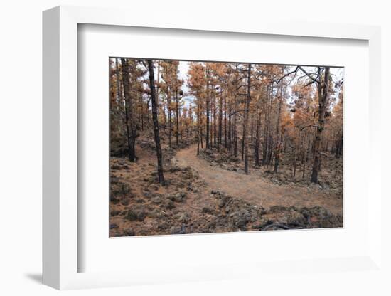 Burned Canary pine trees, La Palma Island, Canary Islands, Spain, Europe-Sergio Pitamitz-Framed Photographic Print