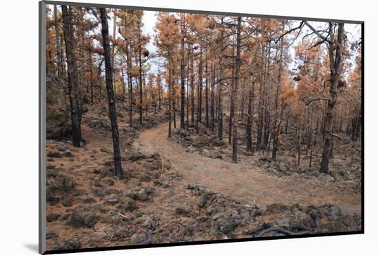 Burned Canary pine trees, La Palma Island, Canary Islands, Spain, Europe-Sergio Pitamitz-Mounted Photographic Print