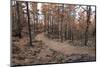 Burned Canary pine trees, La Palma Island, Canary Islands, Spain, Europe-Sergio Pitamitz-Mounted Photographic Print