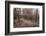 Burned Canary pine trees, La Palma Island, Canary Islands, Spain, Europe-Sergio Pitamitz-Framed Photographic Print