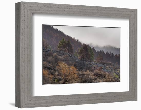 Burned Canary pine trees, La Palma Island, Canary Islands, Spain, Europe-Sergio Pitamitz-Framed Photographic Print