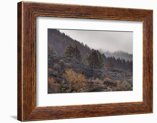 Burned Canary pine trees, La Palma Island, Canary Islands, Spain, Europe-Sergio Pitamitz-Framed Photographic Print