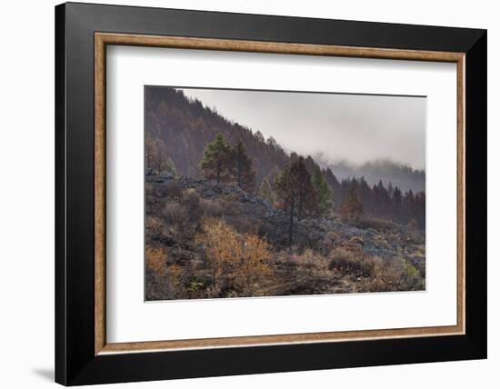 Burned Canary pine trees, La Palma Island, Canary Islands, Spain, Europe-Sergio Pitamitz-Framed Photographic Print