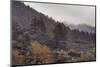 Burned Canary pine trees, La Palma Island, Canary Islands, Spain, Europe-Sergio Pitamitz-Mounted Photographic Print