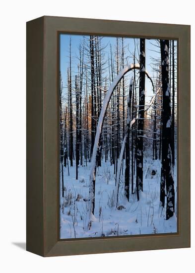 Burned Trunk Bending to Earth-Latitude 59 LLP-Framed Premier Image Canvas