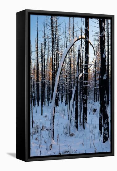 Burned Trunk Bending to Earth-Latitude 59 LLP-Framed Premier Image Canvas