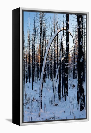 Burned Trunk Bending to Earth-Latitude 59 LLP-Framed Premier Image Canvas