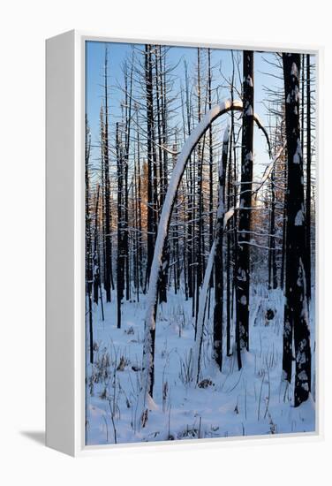 Burned Trunk Bending to Earth-Latitude 59 LLP-Framed Premier Image Canvas