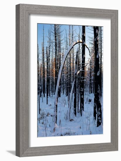 Burned Trunk Bending to Earth-Latitude 59 LLP-Framed Photographic Print