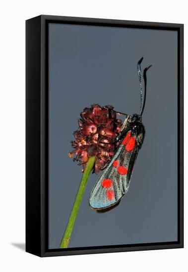 Burnet Moth, Adder's Wort-Harald Kroiss-Framed Premier Image Canvas