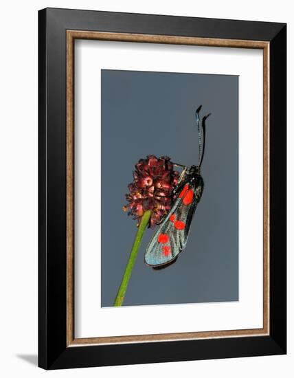 Burnet Moth, Adder's Wort-Harald Kroiss-Framed Photographic Print